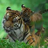 Ranthambore National Park Ranthambore Jeep Safari